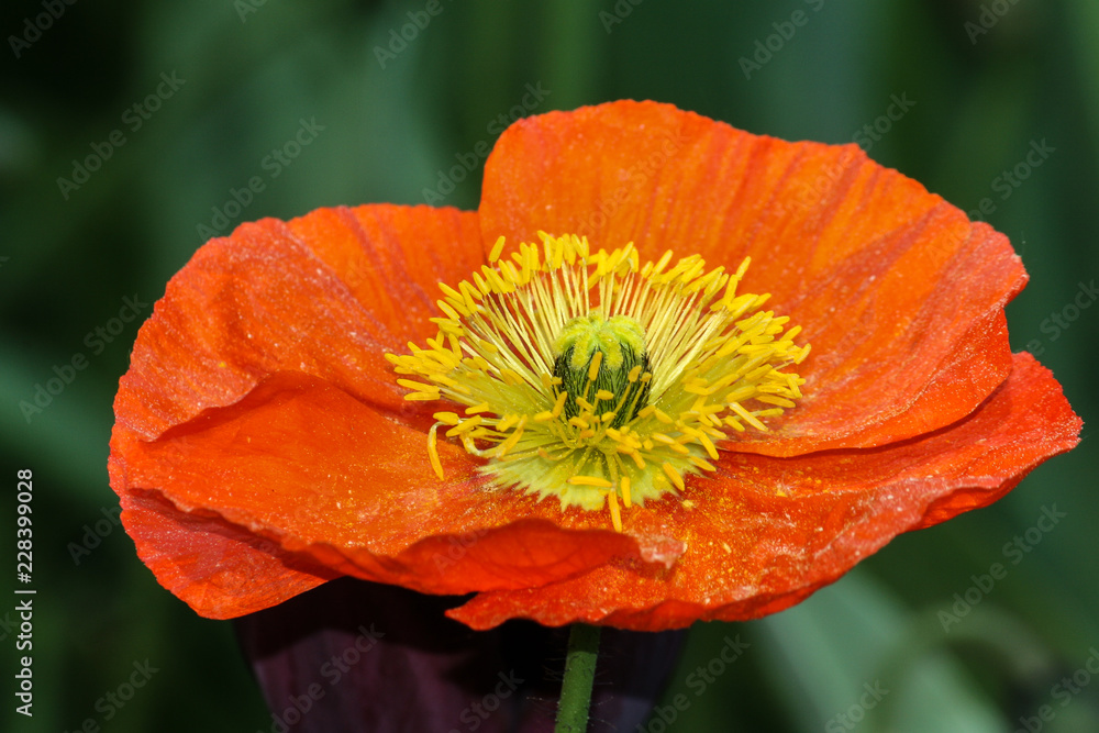 rote Mohnblüte mit gelben Staubfäden rote Mohnblüte mit gelben Staubfäden