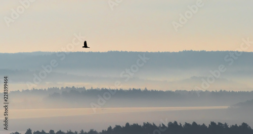 The bird is looking for prey in the morning © Andy Hoech