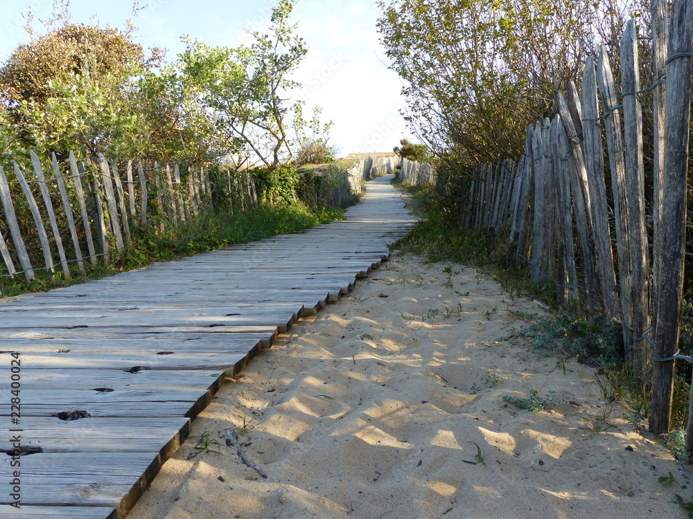 Fototapeta premium Wood way