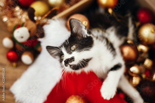 Cute kitty sitting in box with red and gold baubles, ornaments and santa hat under christmas tree in festive room. Merry Christmas concept. Adorable funny kitten witn green eyes