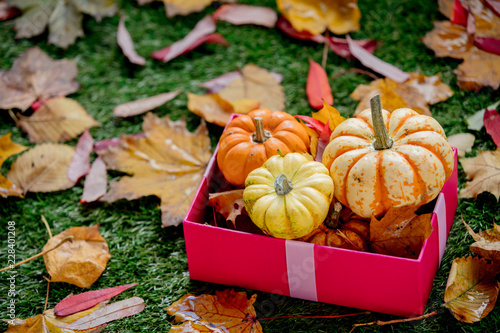 Group of pumpkins and gift box on green lawn photo