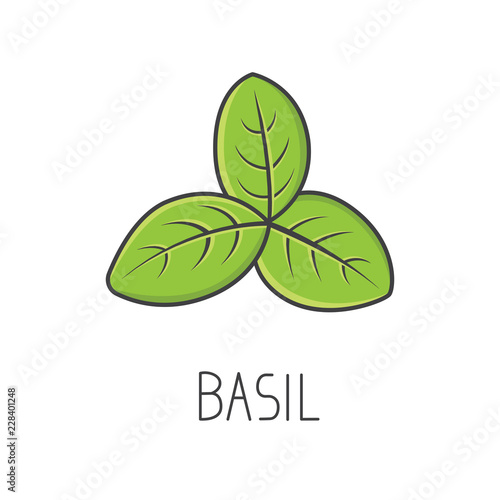 Basil line vector illustration, cooking isolated icon.