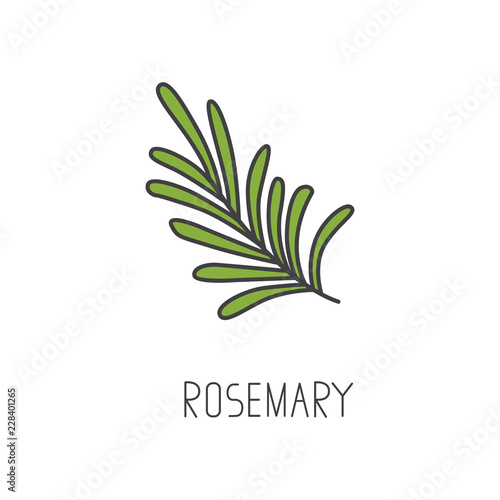 Rosemary line vector illustration, cooking isolated icon.