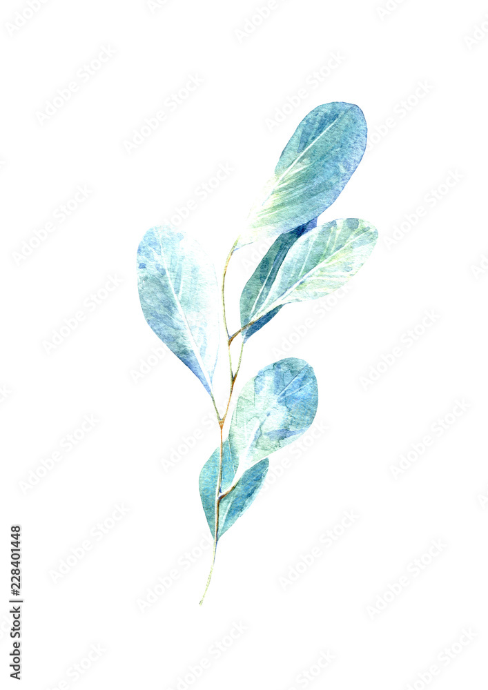 Obraz premium eucalyptus branches.green floral postcard.watercolor hand drawn illustration.White background.