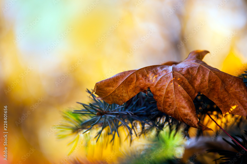 Fototapeta premium Autumn season forest leafs 