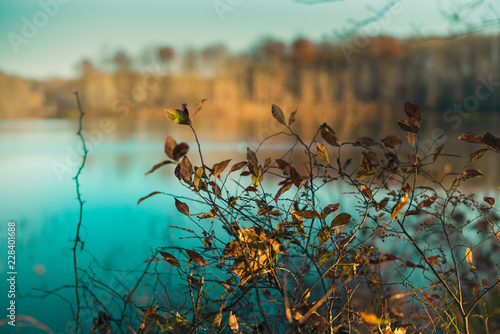 Golden fall leaves on a small tree beside a lake in the late afternoon sun