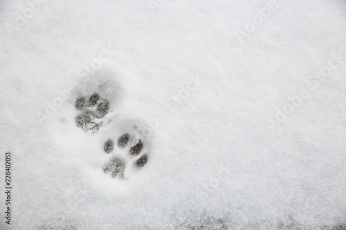 Small cat paw prints in the snow
