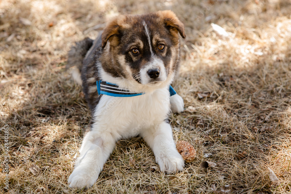 Puppy laying down in the park Puppy laying down in the park
