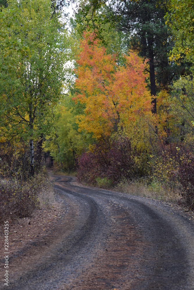 Turnbull Wildlife Refuge Path - Autumn - Pacific Northwest Turnbull Wildlife Refuge Path - Autumn - Pacific Northwest