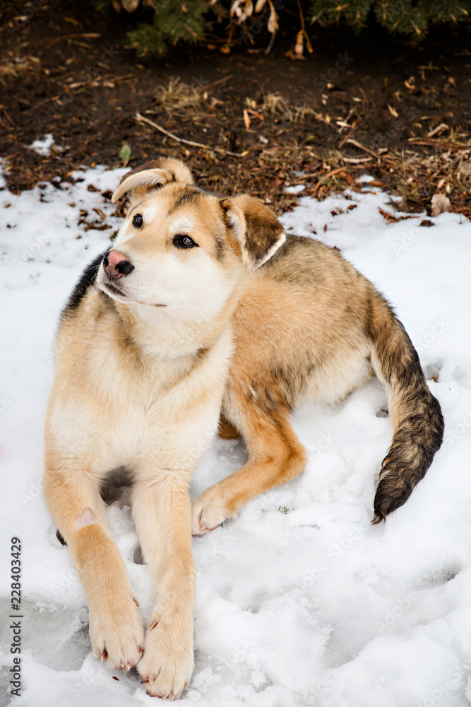 Dog sitting in snowy park Dog sitting in snowy park