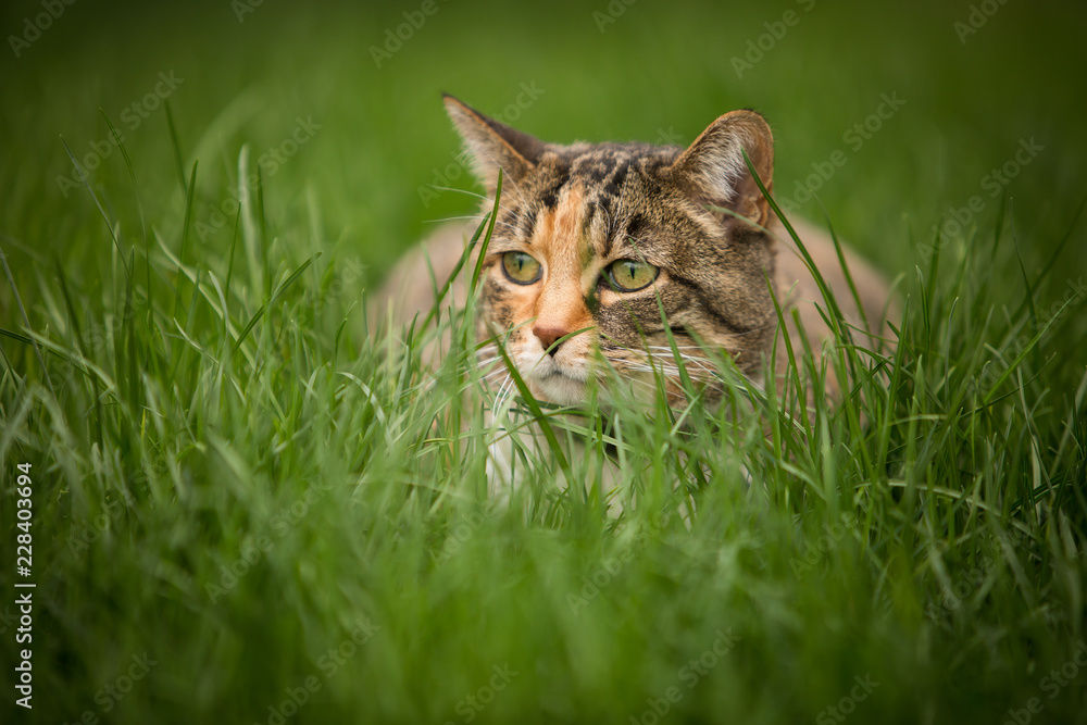 Calico cat lurking in the grass