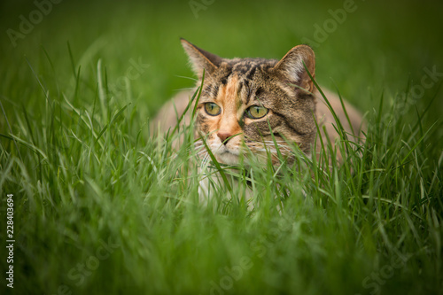 Calico cat lurking in the grass © Tanya