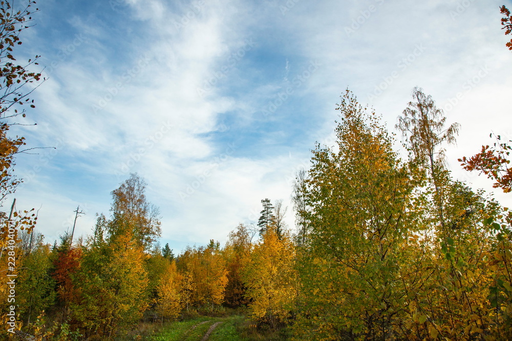 Fototapeta premium Amazing view over autumn forest with green orange trees on blue sky with white clouds background.