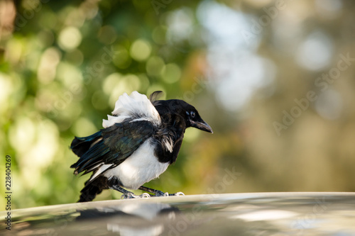 Magpie with ruffled feathers