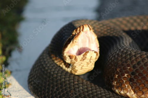 water moccasin photo