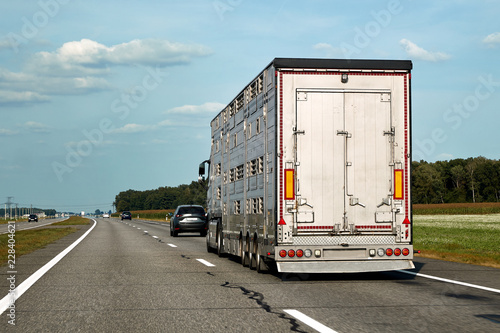 Truck carries domestic animals, cattles, livestocks along the highway, side view of the trailer photo