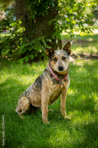 Cute dog portrait in spring park