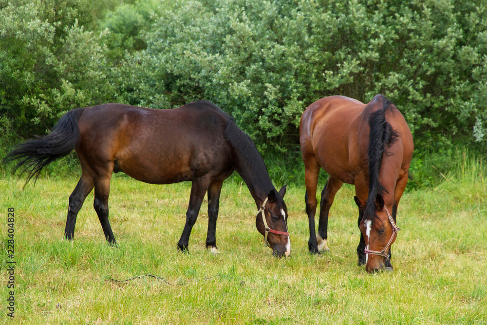Horses grazing in meadow with green grass Horses grazing in meadow with green grass