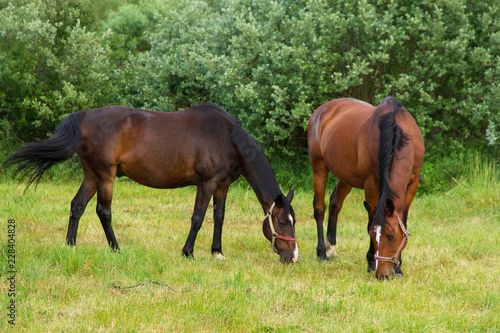 Horses grazing in meadow with green grass 