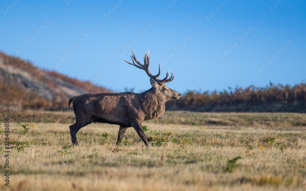 Fototapeta premium Red Deer In The UK