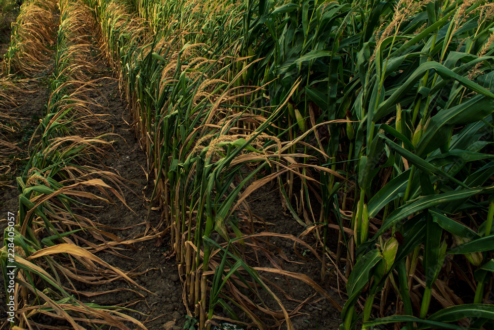 Fototapeta premium corn on the field ,, drought in the fields of little harvest