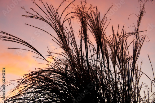 Sunset with grasses