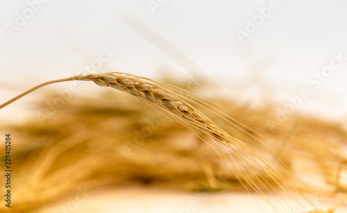 wheat on a white background