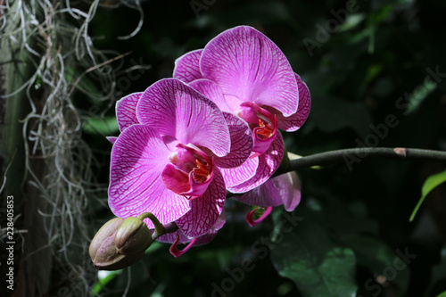orchid in the garden