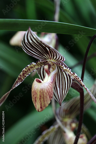 Stripped orchid