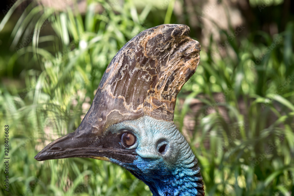 Obraz premium cassowary