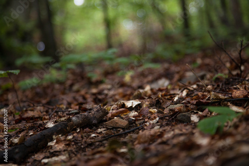 Blurred image of a pile of dry leaves under the trees