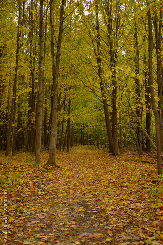 Fall Leaf Covered Pathway Through Golden Yellow Autumn Forest