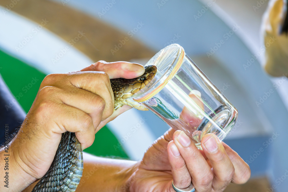 Naklejka premium Ekstrakcja jadu kobry, używając uchwytów na szyjce kobry, umieść ją na krawędzi szklanki, aby ugryźć, aż zobaczy swoją truciznę