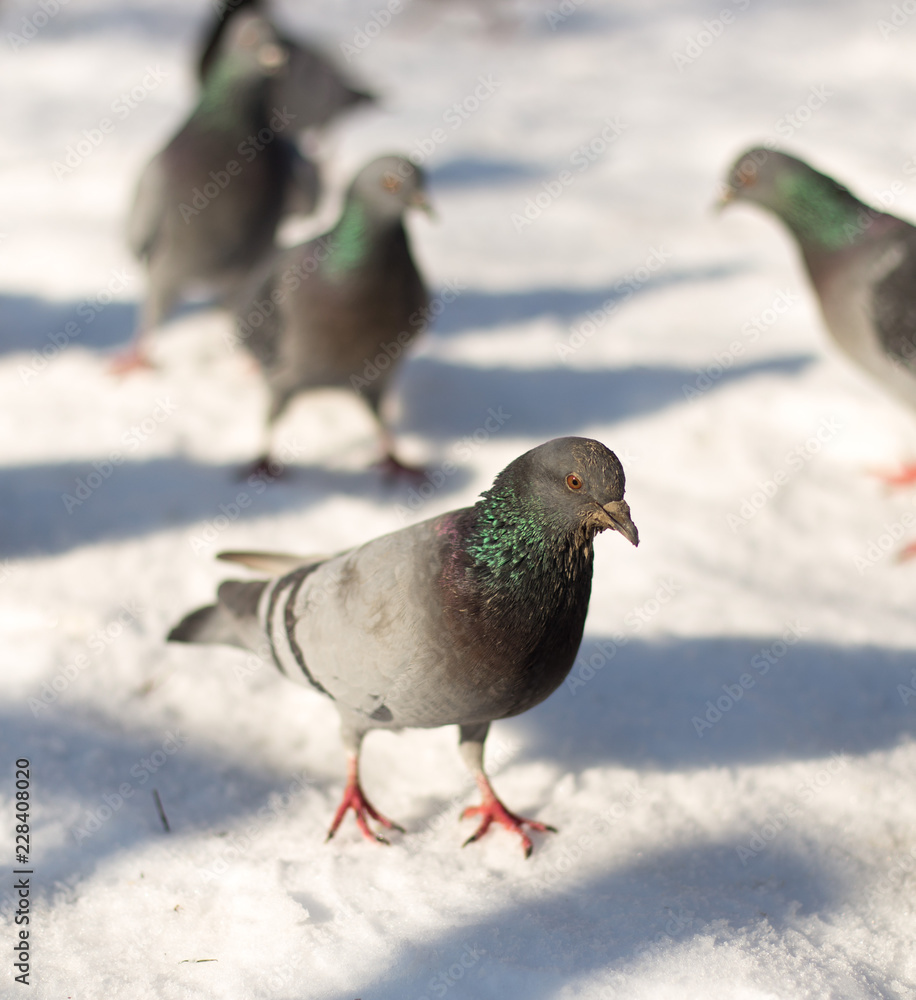 Pigeons in snow Pigeons in snow