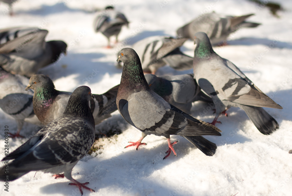 Fototapeta premium Pigeons in snow