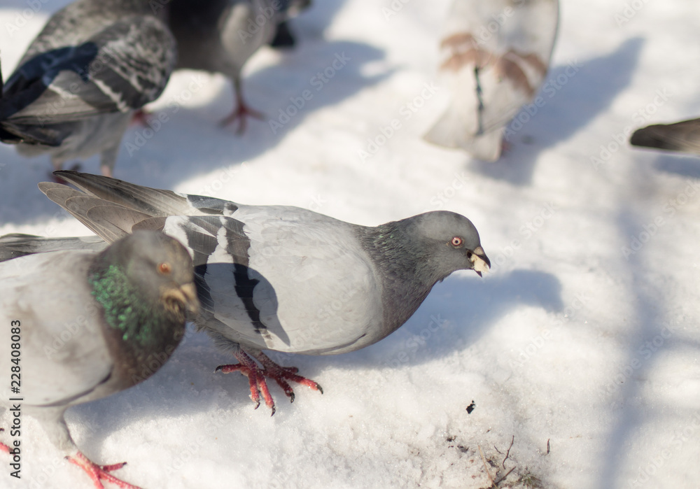 Obraz premium Pigeons in snow