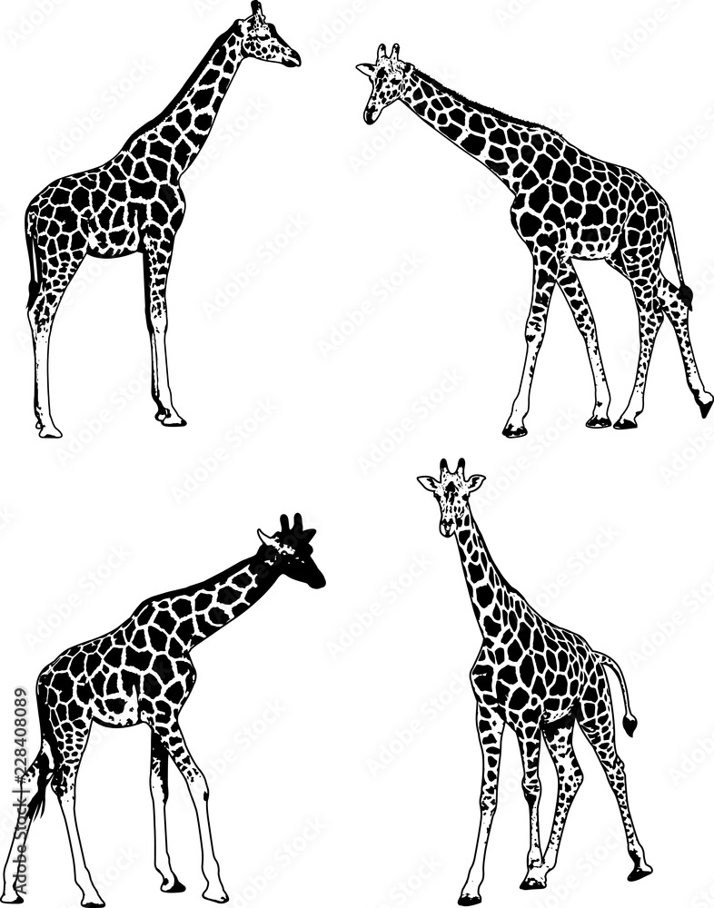 Naklejka premium żyrafy szkic zestaw ilustracji - wektor