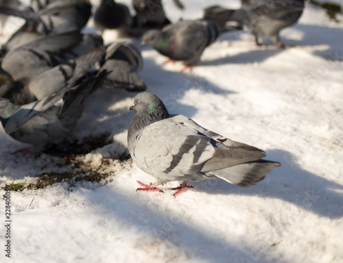 Pigeons in snow
