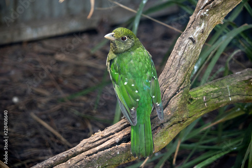 cat bird photo