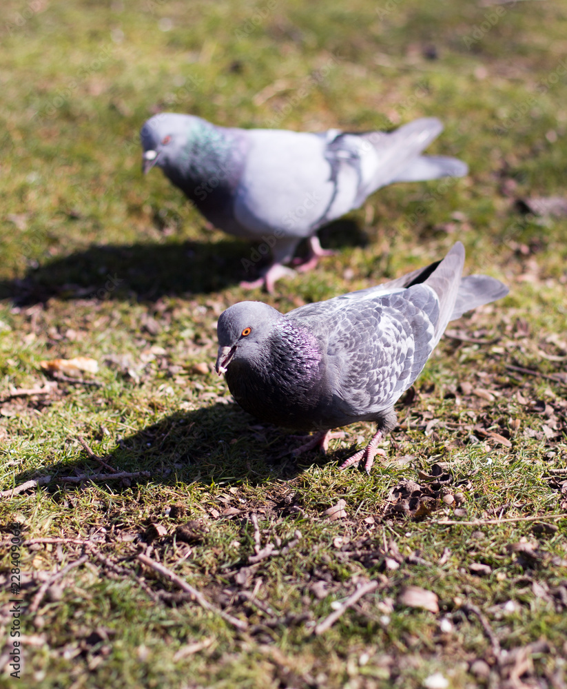 Obraz premium pigeons looking for food