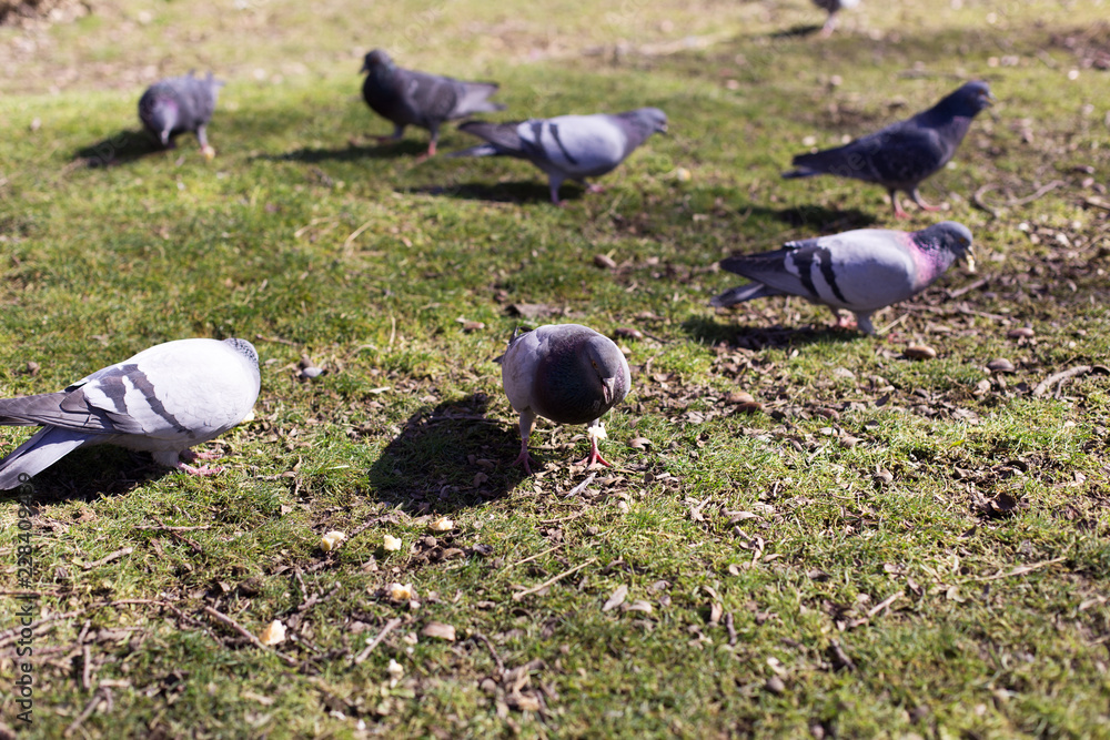 Obraz premium pigeons looking for food