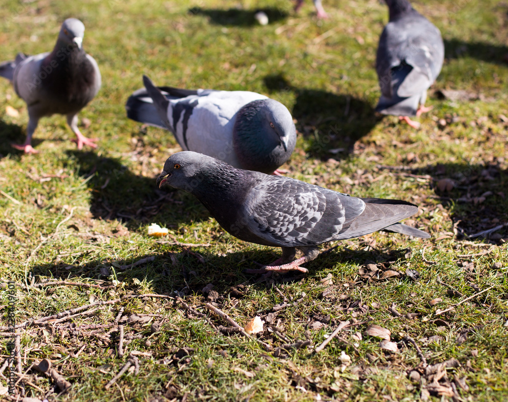 Obraz premium pigeons looking for food