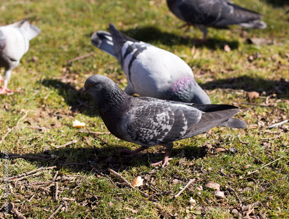 Fototapeta premium pigeons looking for food
