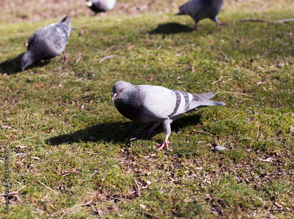 Fototapeta premium pigeons looking for food