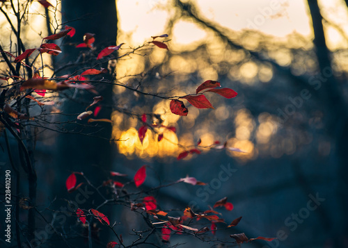 Dark red leaves of a black gum tree in a forest backlit by the setting winter sun. Room for text.