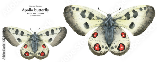 Watercolor illustration Apollo butterflies photo