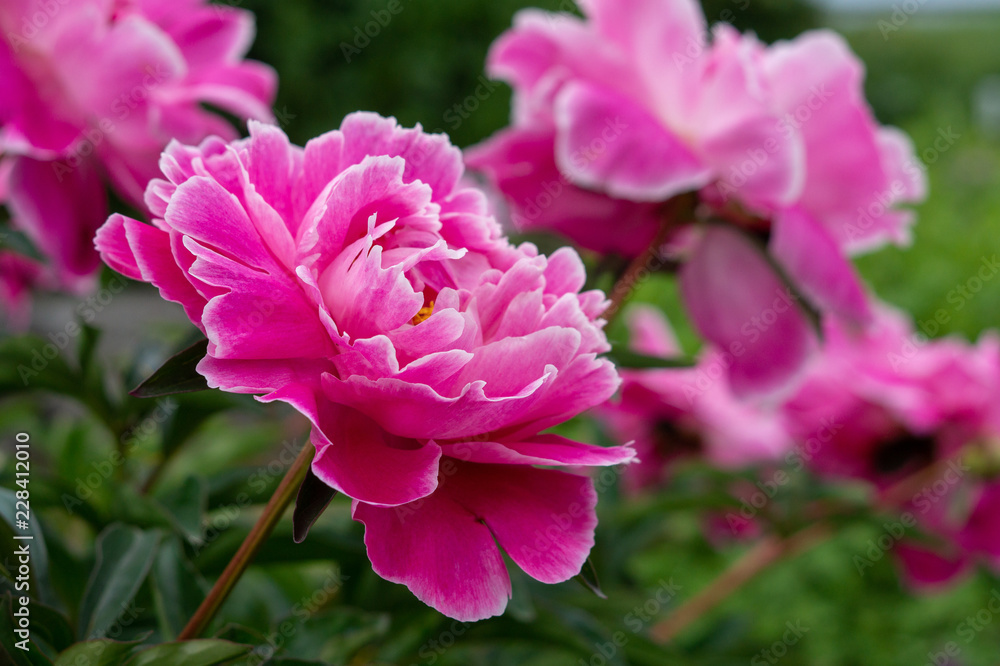 Pink paeonia Pink paeonia