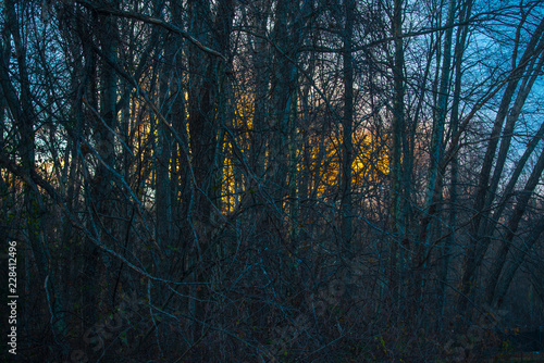 The winter sun sets behind a dark thicket of many trees