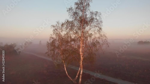 Panning up from ground level an aerial view of a birch tree revealing the wider early morning misty landscape of moorland behind it photo