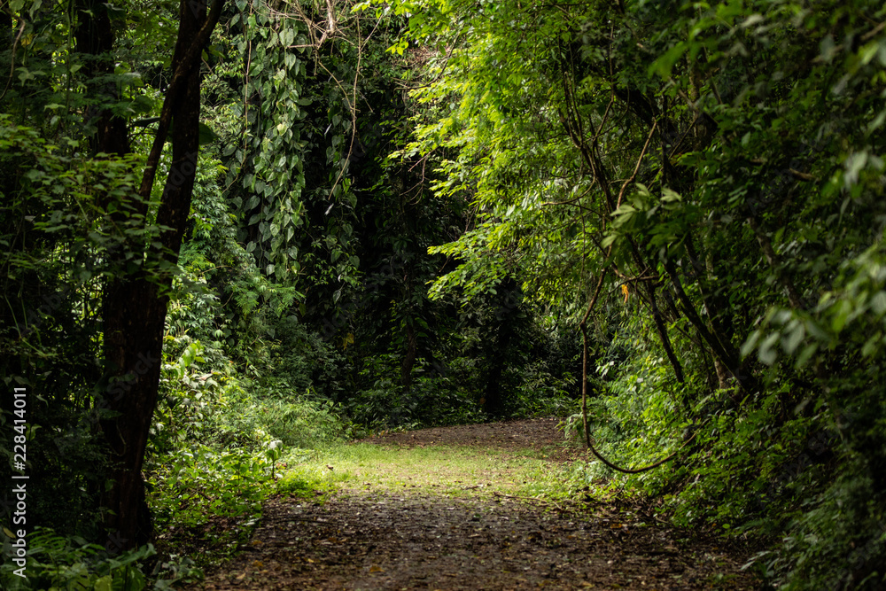 Obraz premium Green path 